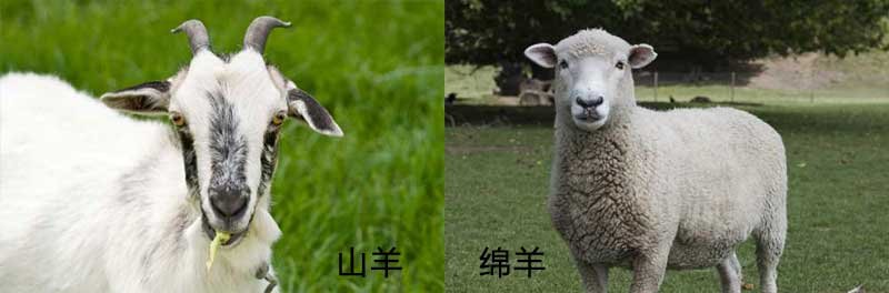 山羊和绵羊肉质上的区别